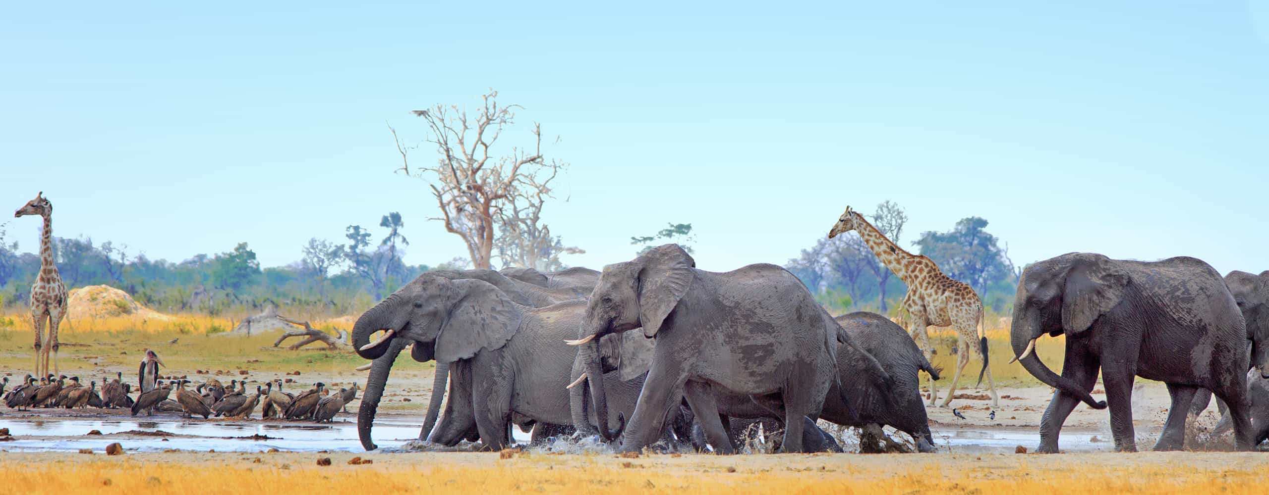 Elephants In Hwange National Park, Zimbabwe
